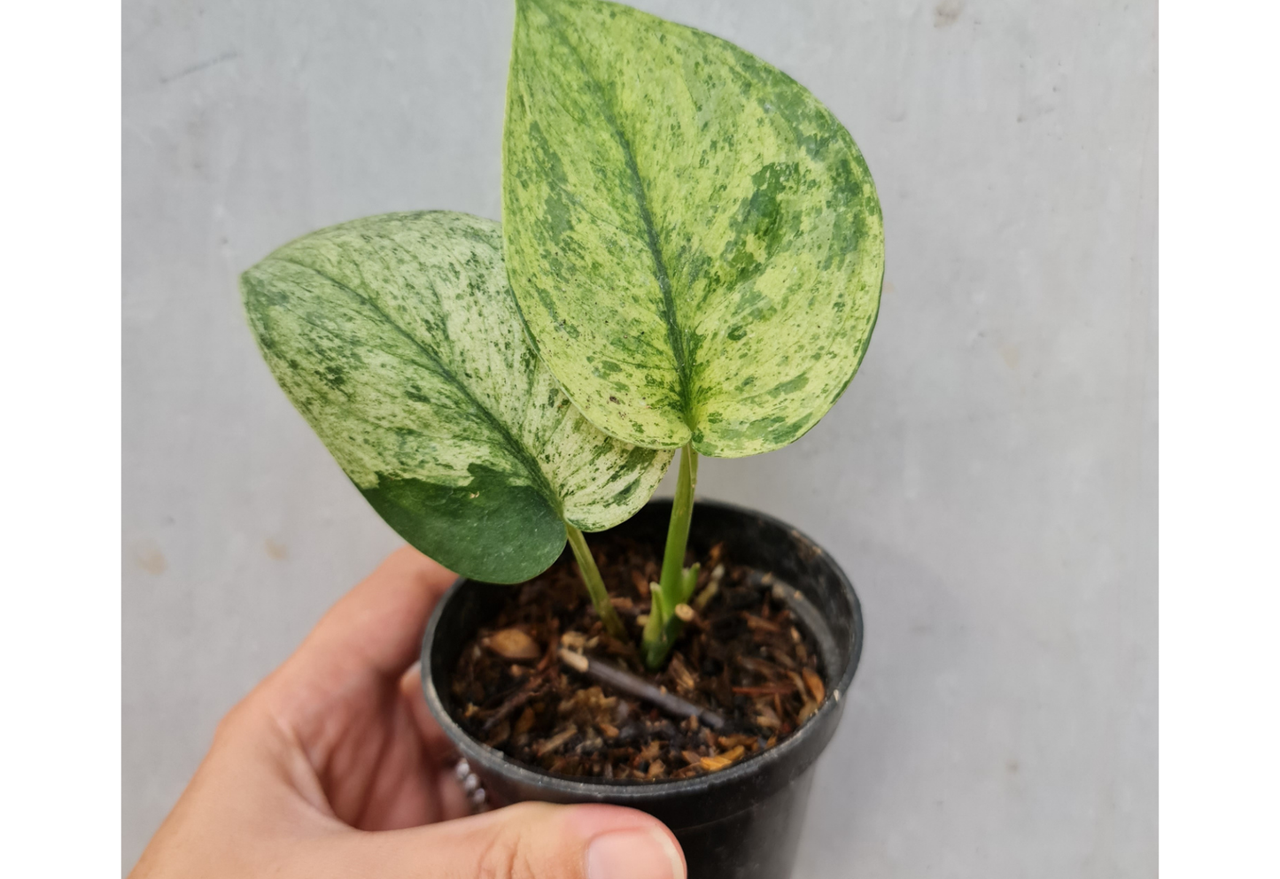 Scindapsus Jade Satin Marble Queen Variegated
