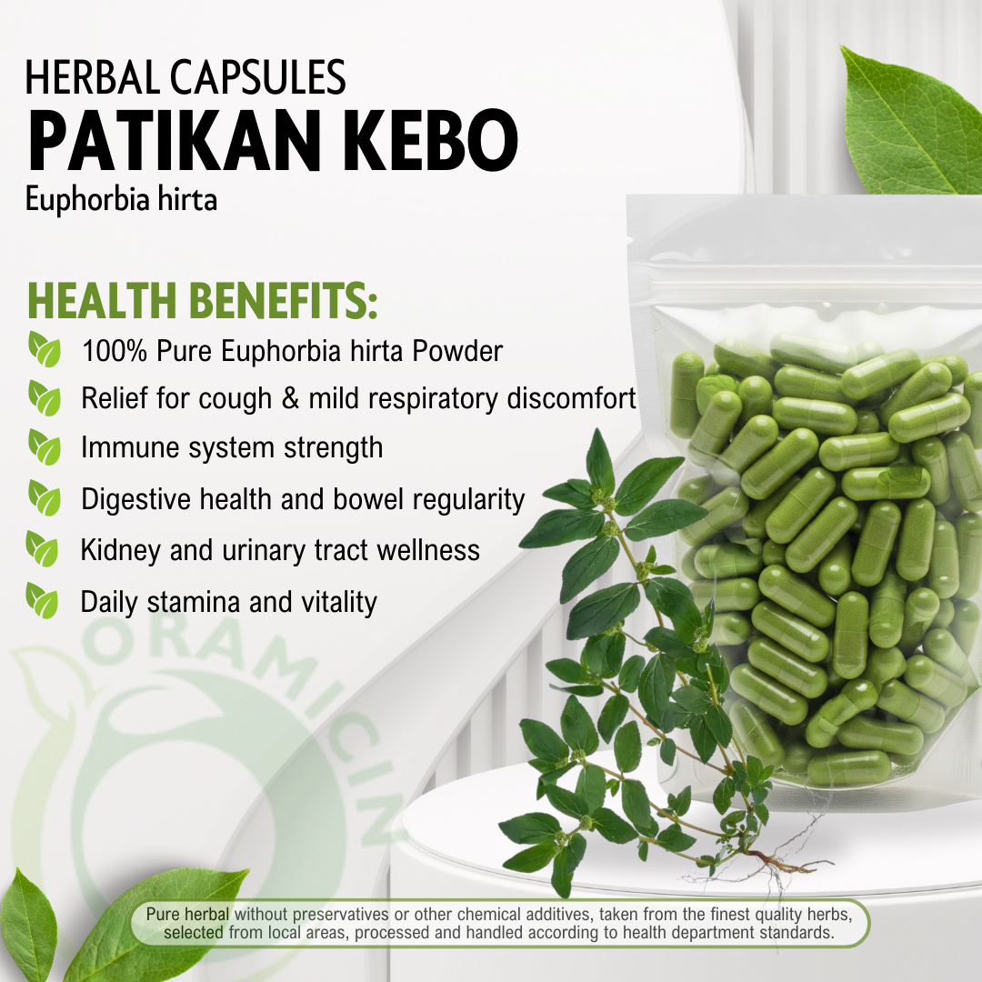 100 Capsules Petikan Patikan Kebo Euphorbia Hirta WildCrafted