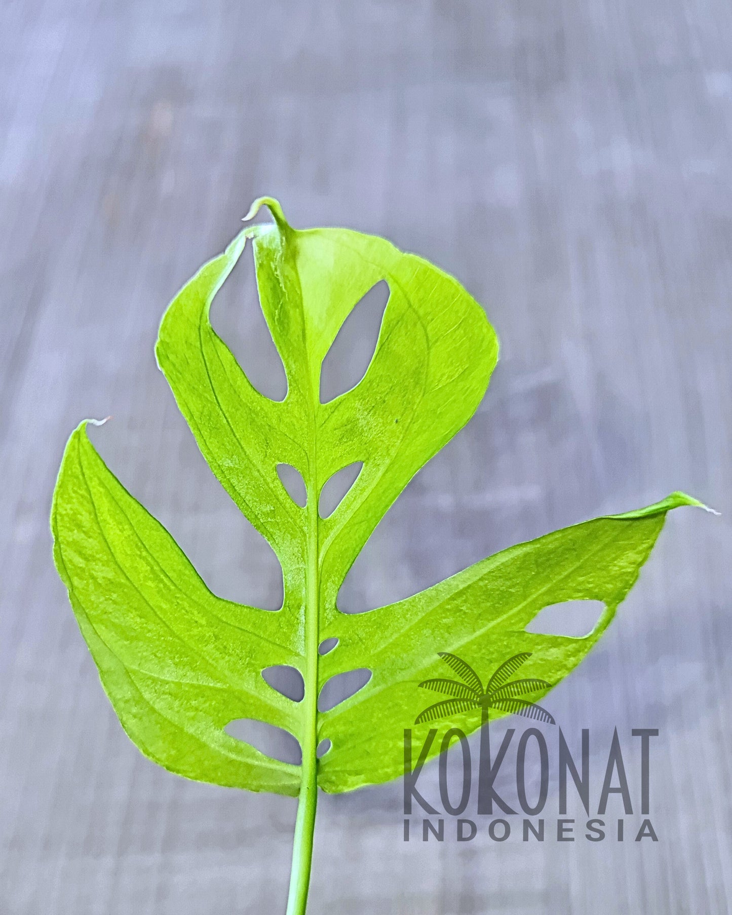 Amydrium Mint Variegated
