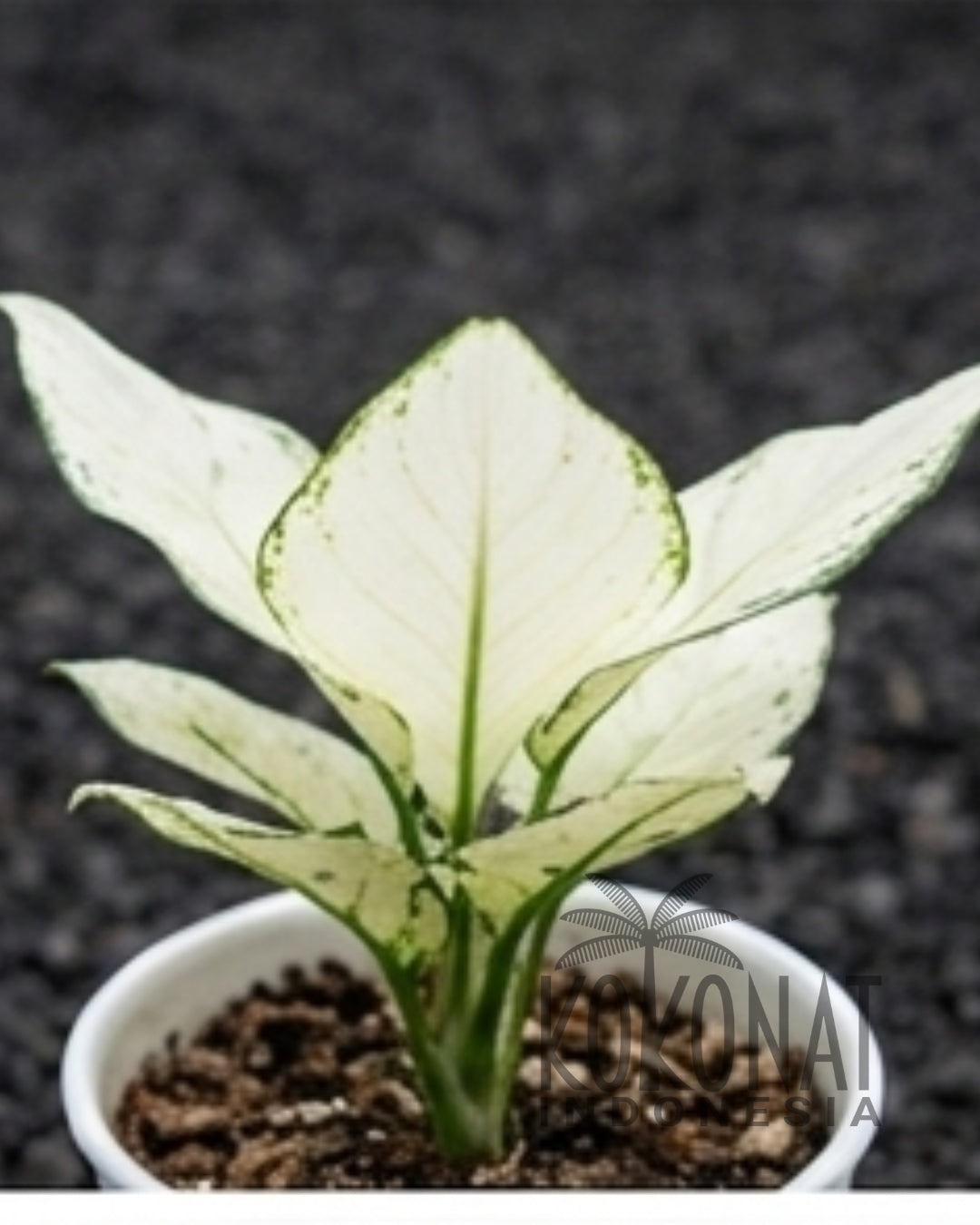 NEW Aglaonema Super White