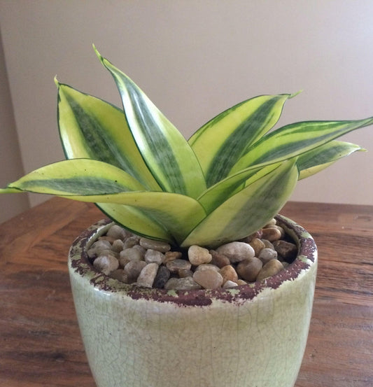 NEW Sansevieria Golden Hahnii