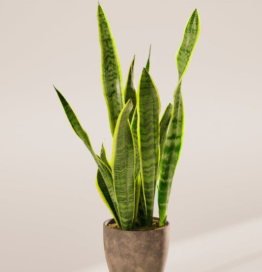 NEW Sansevieria Laurentii Variegated