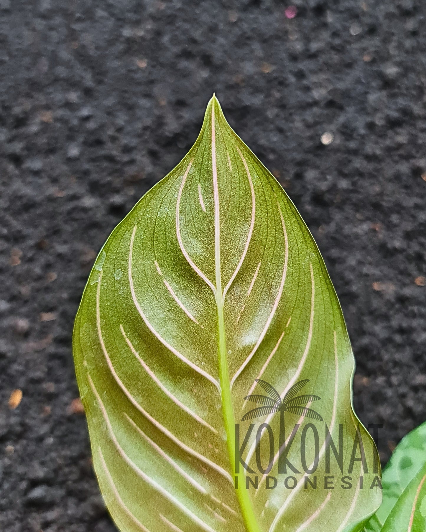 Aglaonema Army