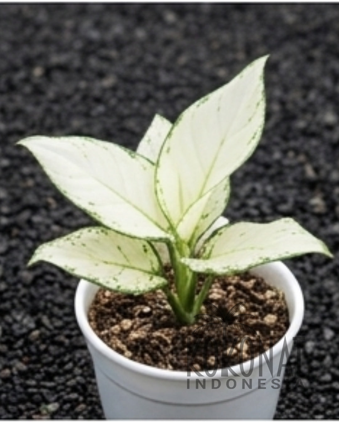 NEW Aglaonema Super White