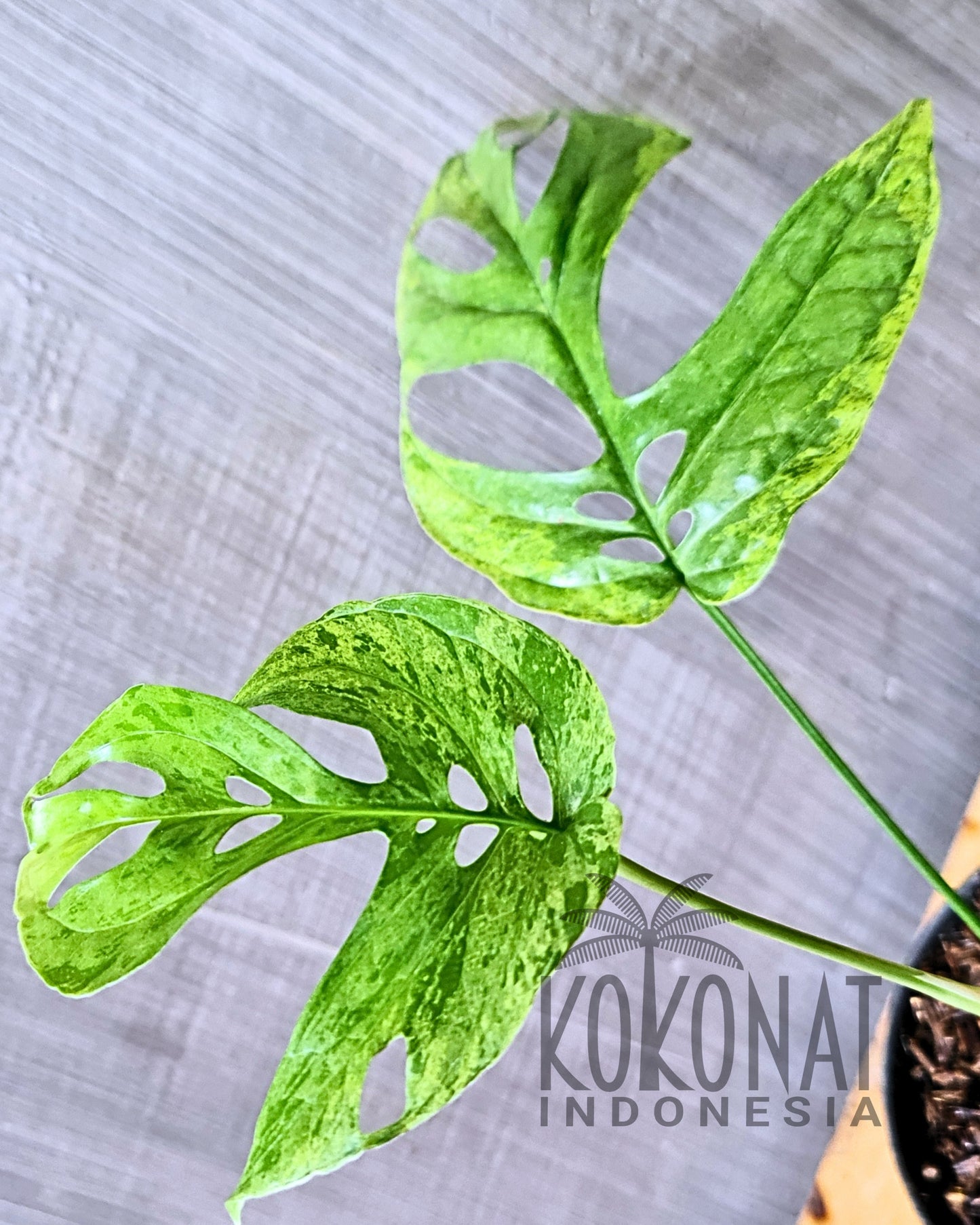Amydrium Mint Variegated