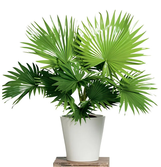 NEW Chinese Fan Palm