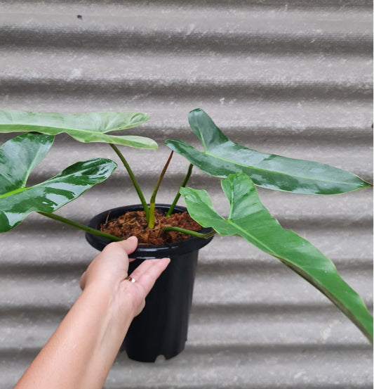 NEW Philodendron Atabapoense Bicolor
