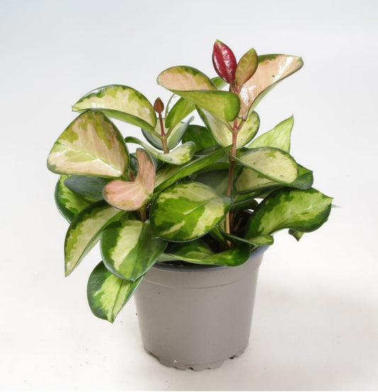NEW Hoya Australis Lisa