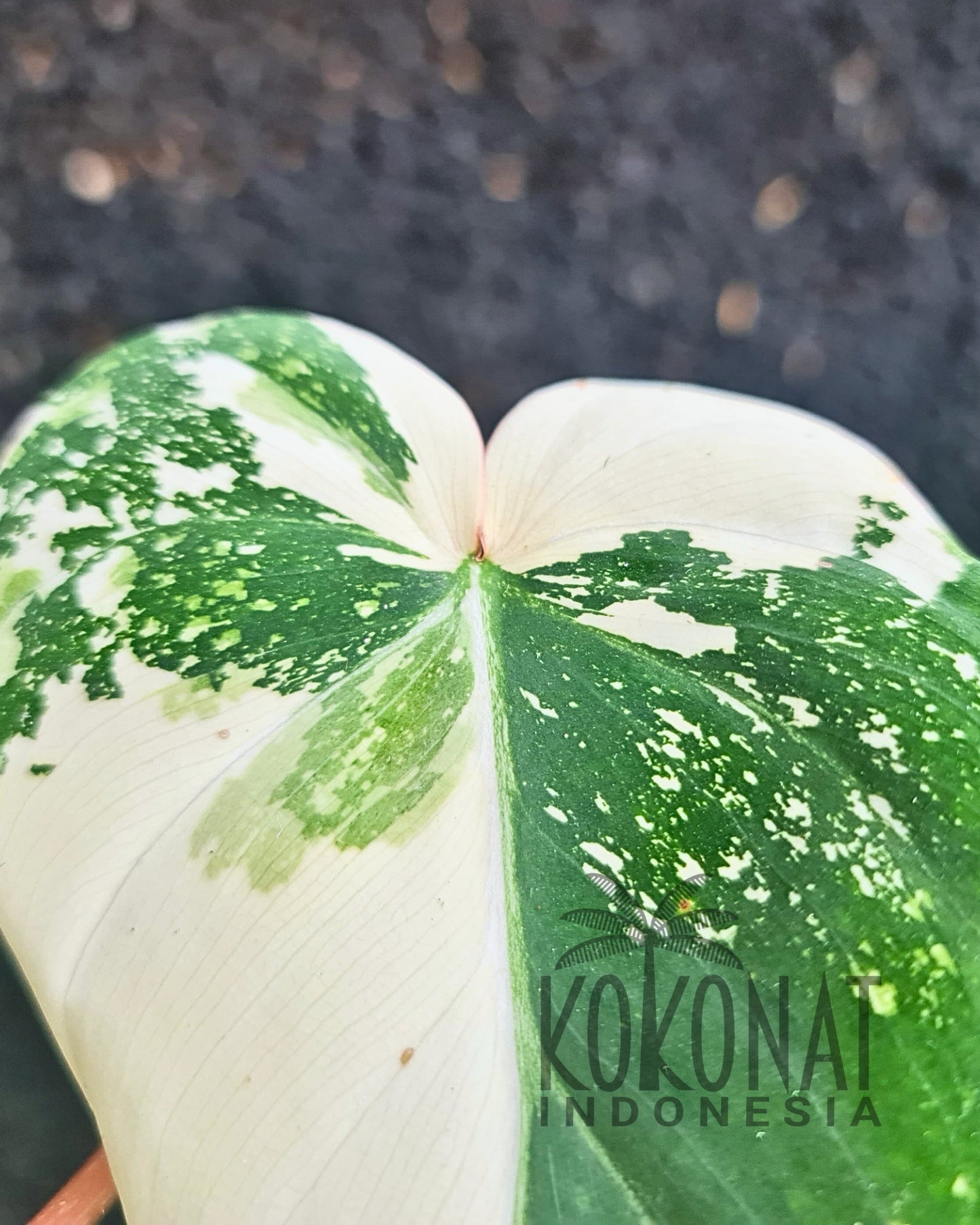 NEW Philodendron Gloriosum Variegated