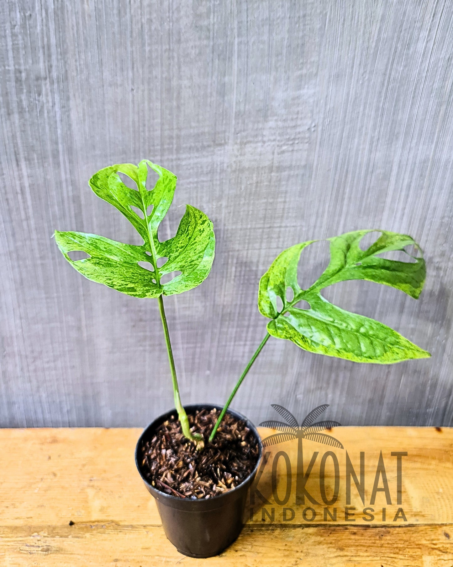 Amydrium Mint Variegated