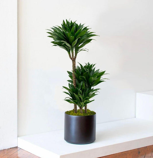 NEW Dracaena Janet Craig Compacta