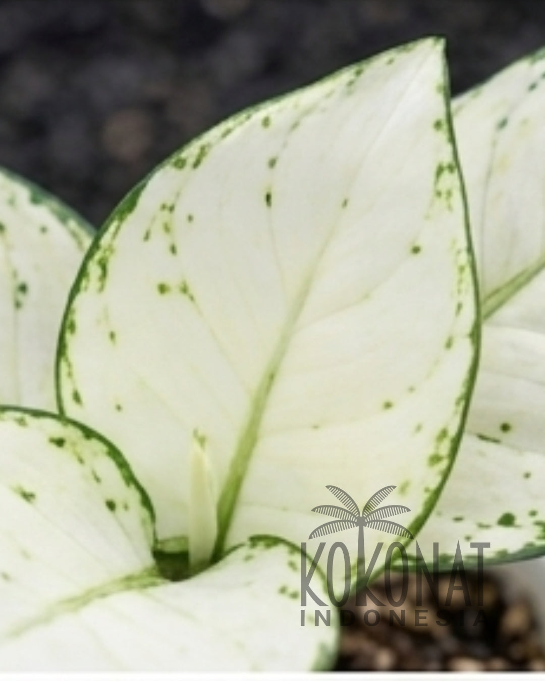 NEW Aglaonema Super White