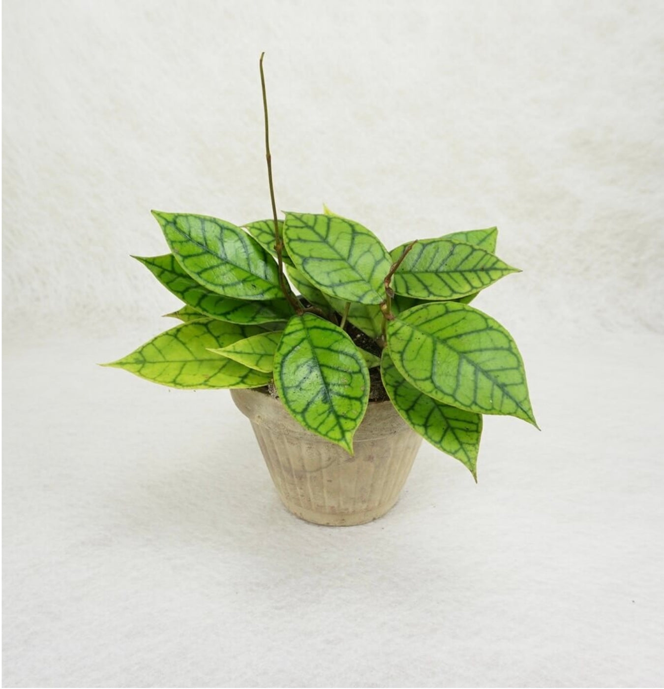 NEW Hoya Callistophylla