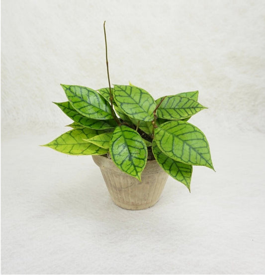NEW Hoya Callistophylla