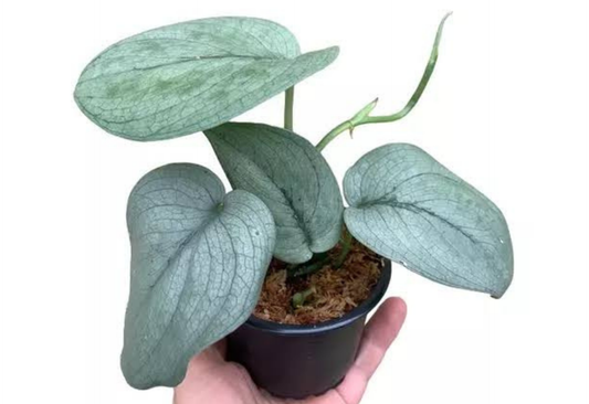 Scindapsus Platinum Tropical Plants ORAMICIN