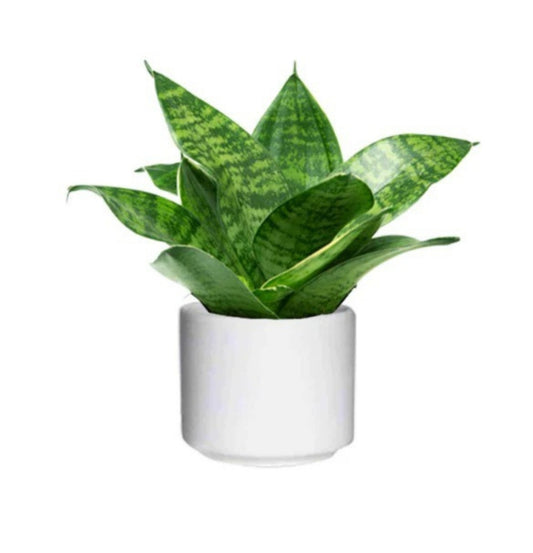 NEW Sansevieria Mini Trifasciata