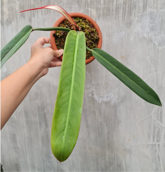 NEW Philodendron Bicolor