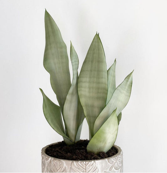 NEW Sansevieria Moonshine