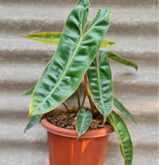 NEW Philodendron Billietiae