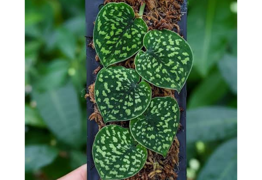 Scindapsus Snake Scale Tropical Plants ORAMICIN