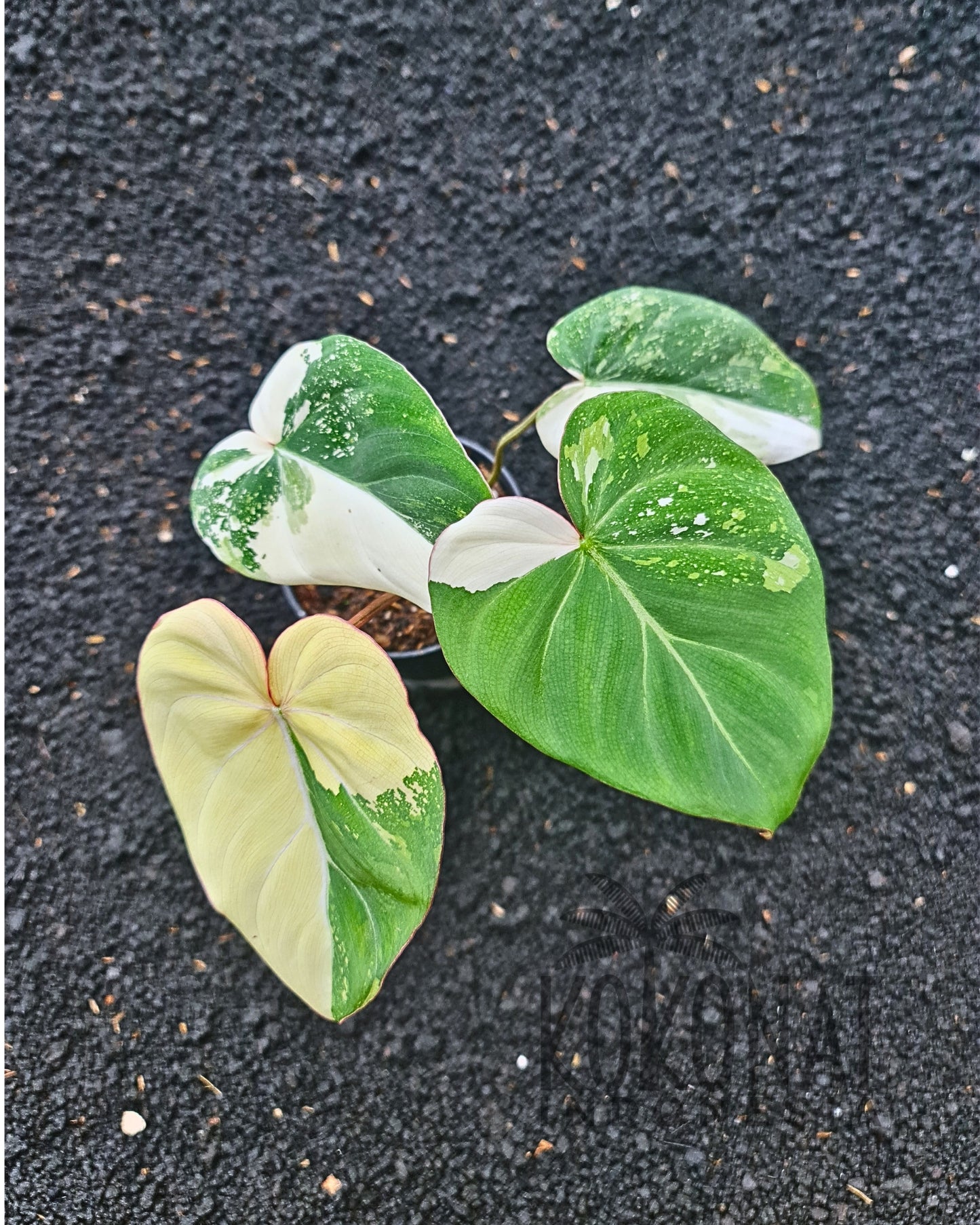 NEW Philodendron Gloriosum Variegated