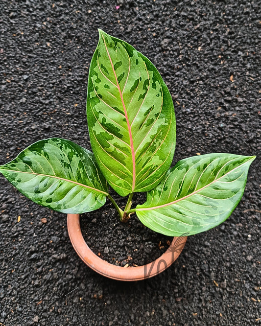 Aglaonema Army