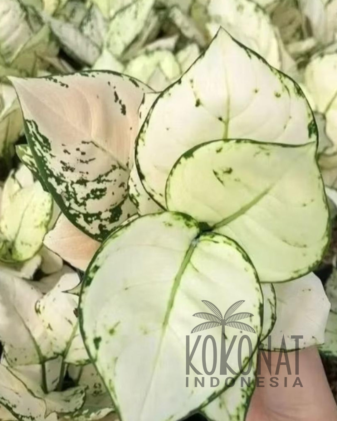NEW Aglaonema Super White
