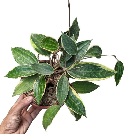 NEW Hoya Macrophylla Albomarginata