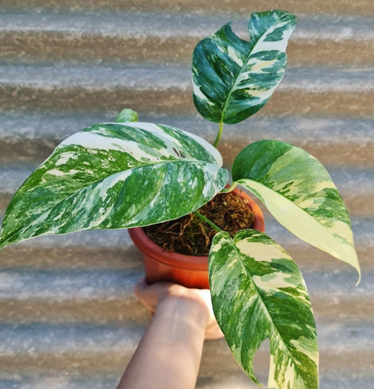 NEW Epipremnum Pinnatum Albo Variegated