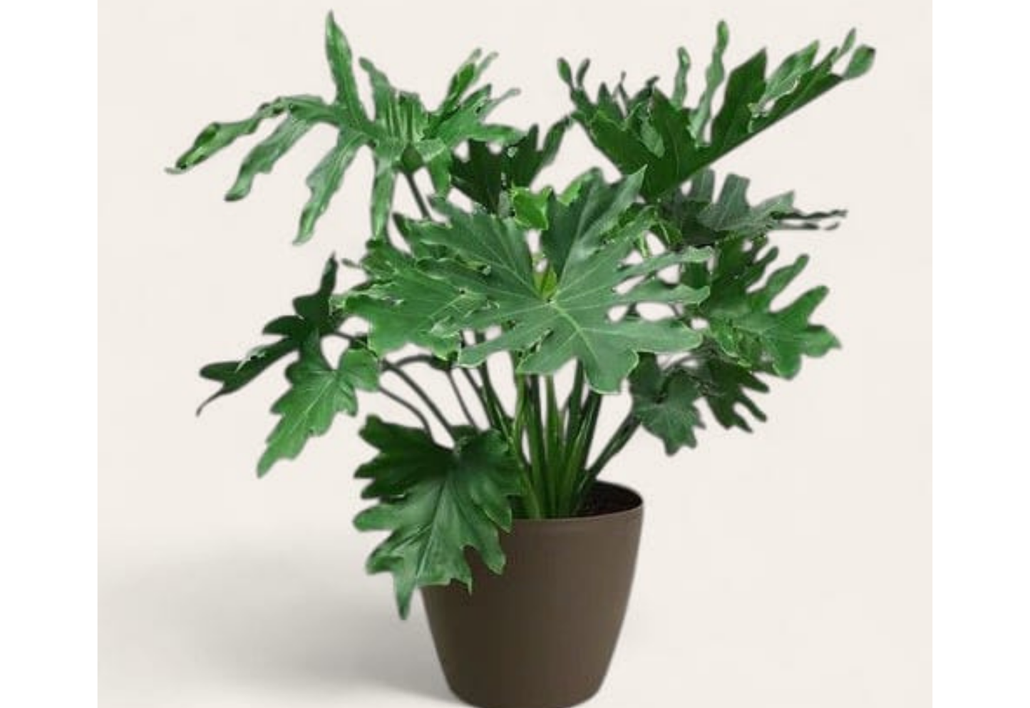 Philodendron Selloum Tropical Plants ORAMICIN