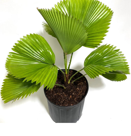 NEW Licuala Grandis Ruffled Fan Palm