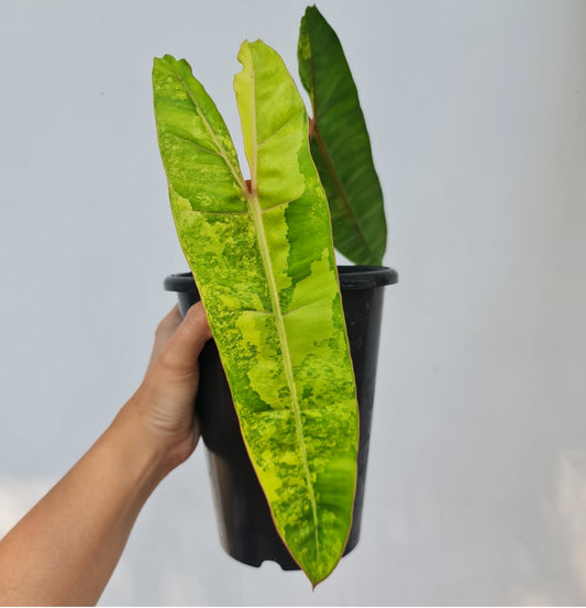 NEW Philodendron Billietiae Variegated