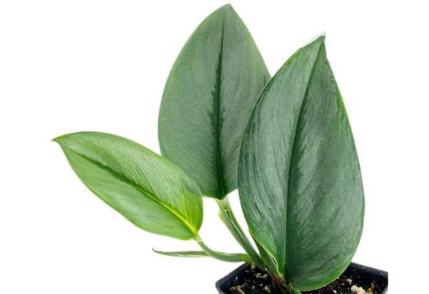 Scindapsus Moonlight Tropical Plants ORAMICIN