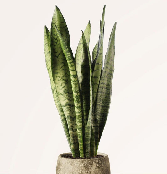 NEW Sansevieria Zeylanica
