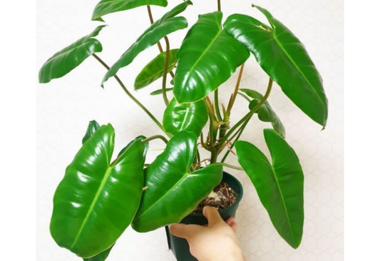 Philodendron burlemarx Green Tropical Plants ORAMICIN