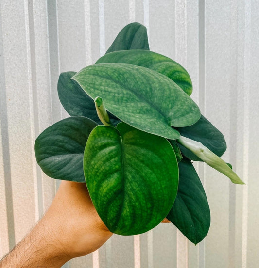 NEW Scindapsus Jade Satin Green