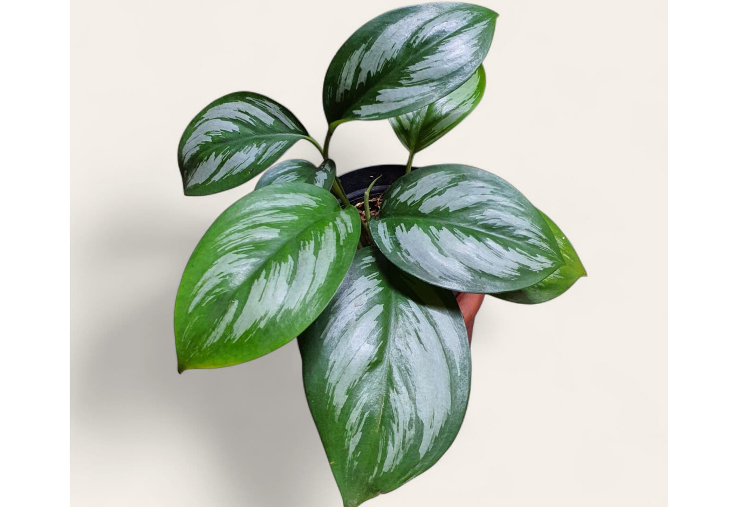 Scindapsus Officinalis Tropical Plants ORAMICIN