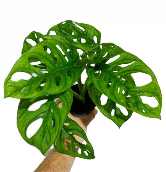 NEW Monstera Adansonii Green