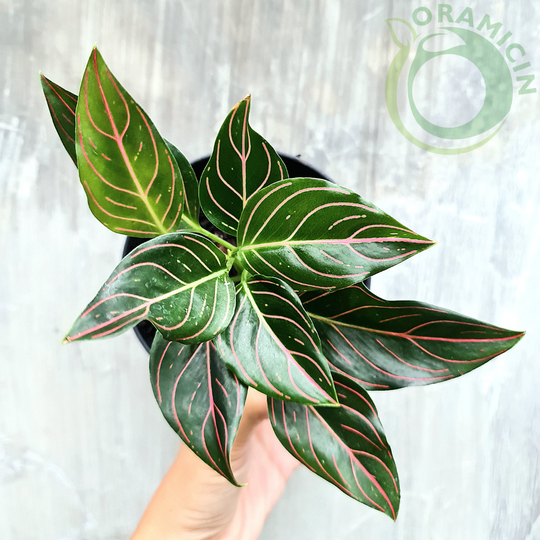 Aglaonema Rotundum Tiger Red Vein Rare Tropical Plants ORAMICIN