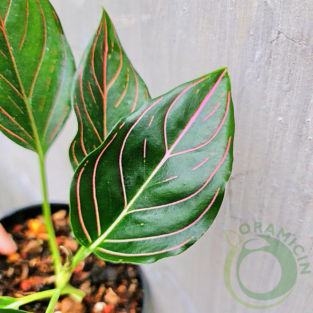 Aglaonema Rotundum Tiger Red Vein Rare Tropical Plants ORAMICIN