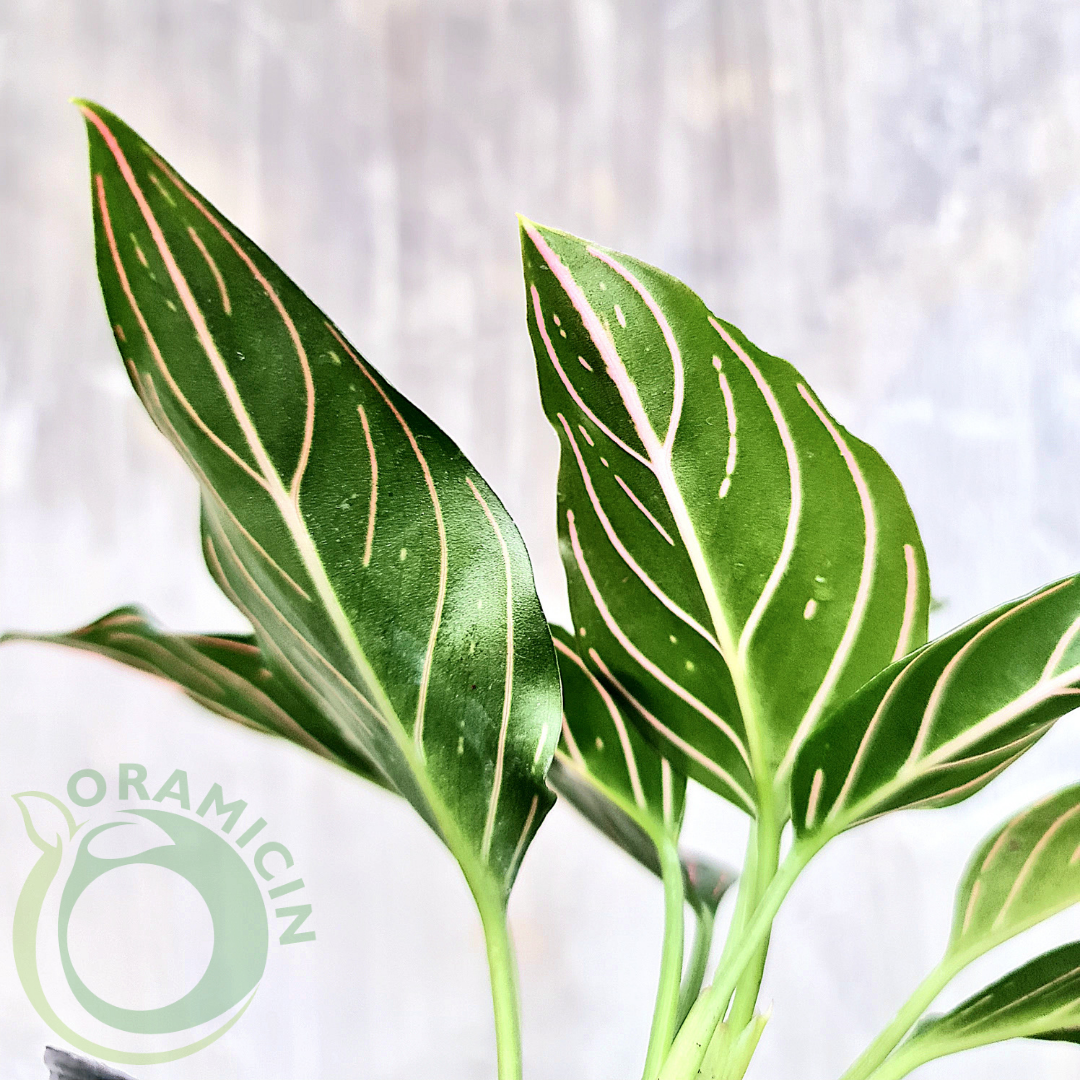 Aglaonema Rotundum Tiger Red Vein Rare Tropical Plants ORAMICIN