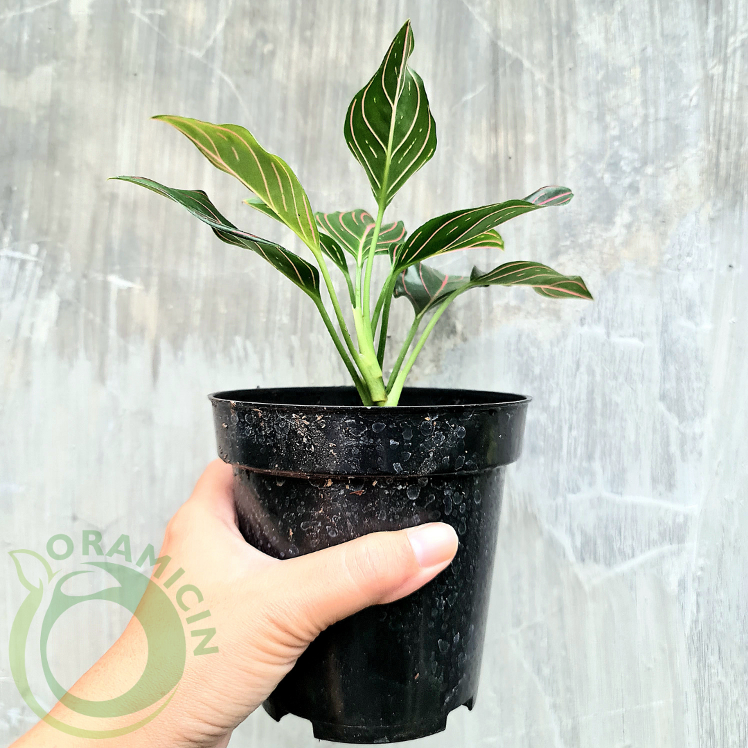 Aglaonema Rotundum Tiger Red Vein Rare Tropical Plants ORAMICIN