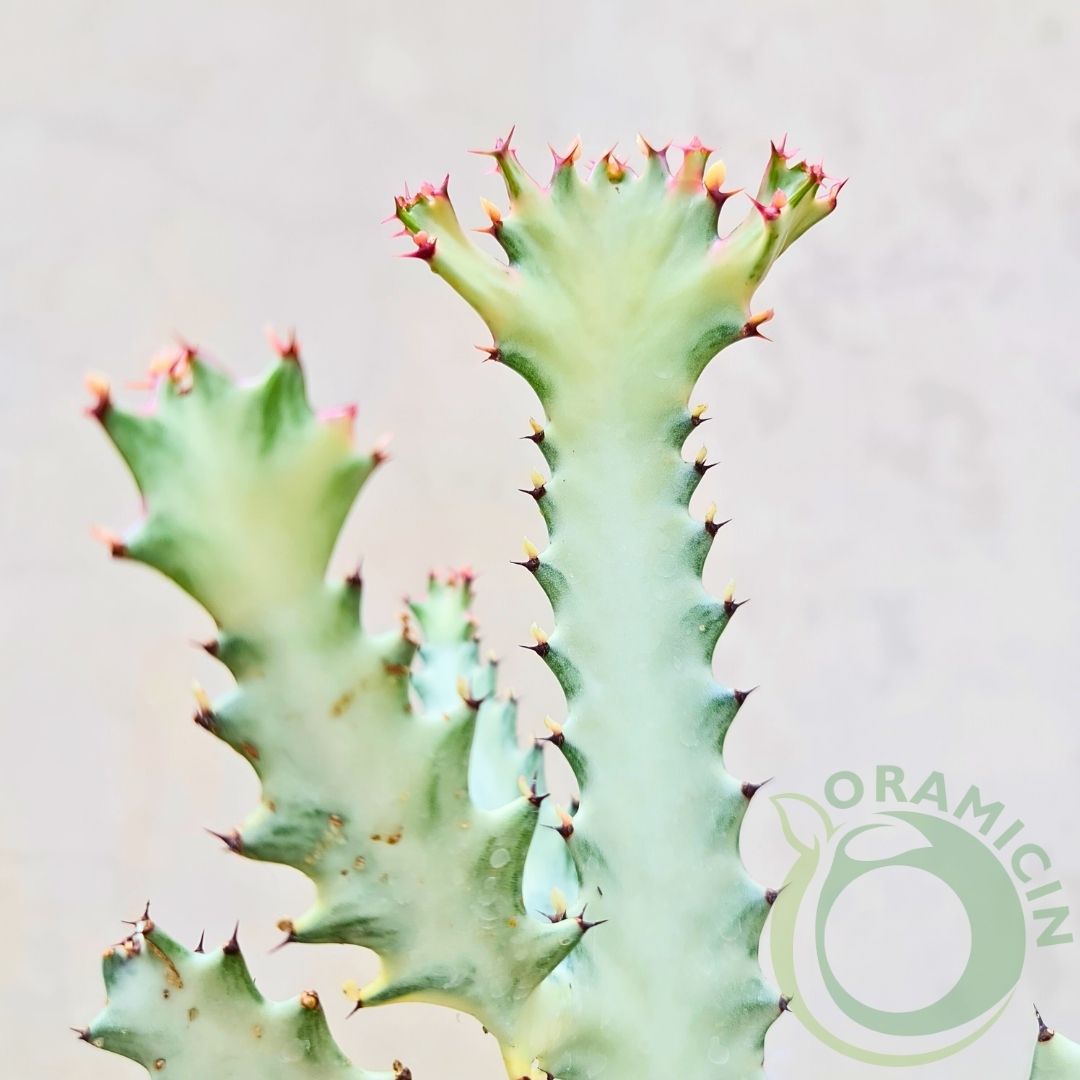 Euphorbia White Ghost Tropical Plants ORAMICIN