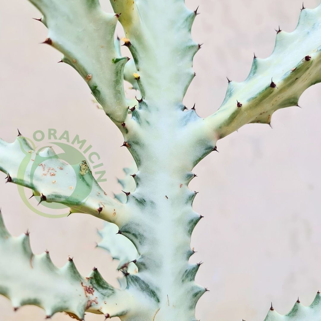 Euphorbia White Ghost Tropical Plants ORAMICIN