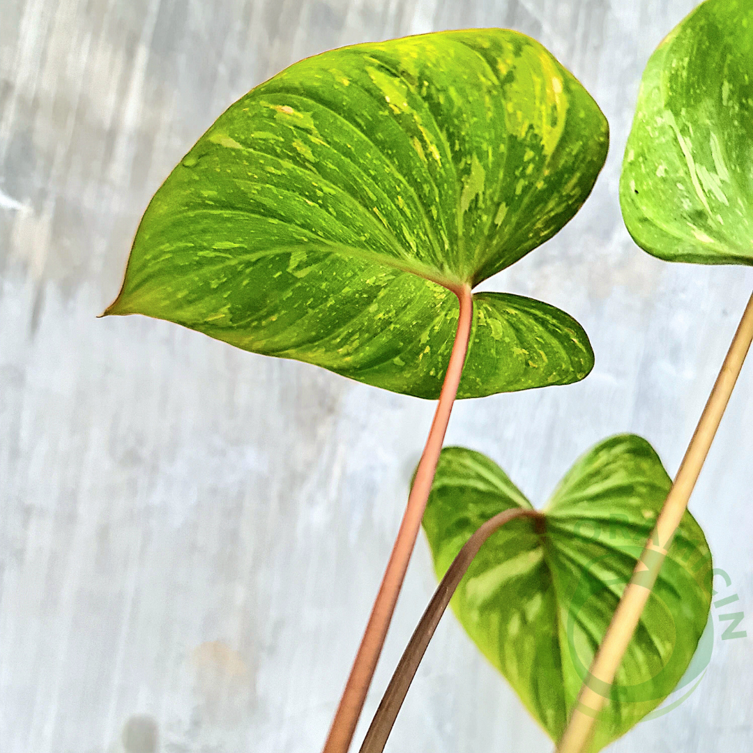 Homalomena Thai Constellation Tropical Plants ORAMICIN