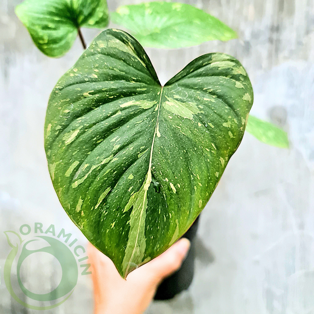 Homalomena Thai Constellation Tropical Plants ORAMICIN
