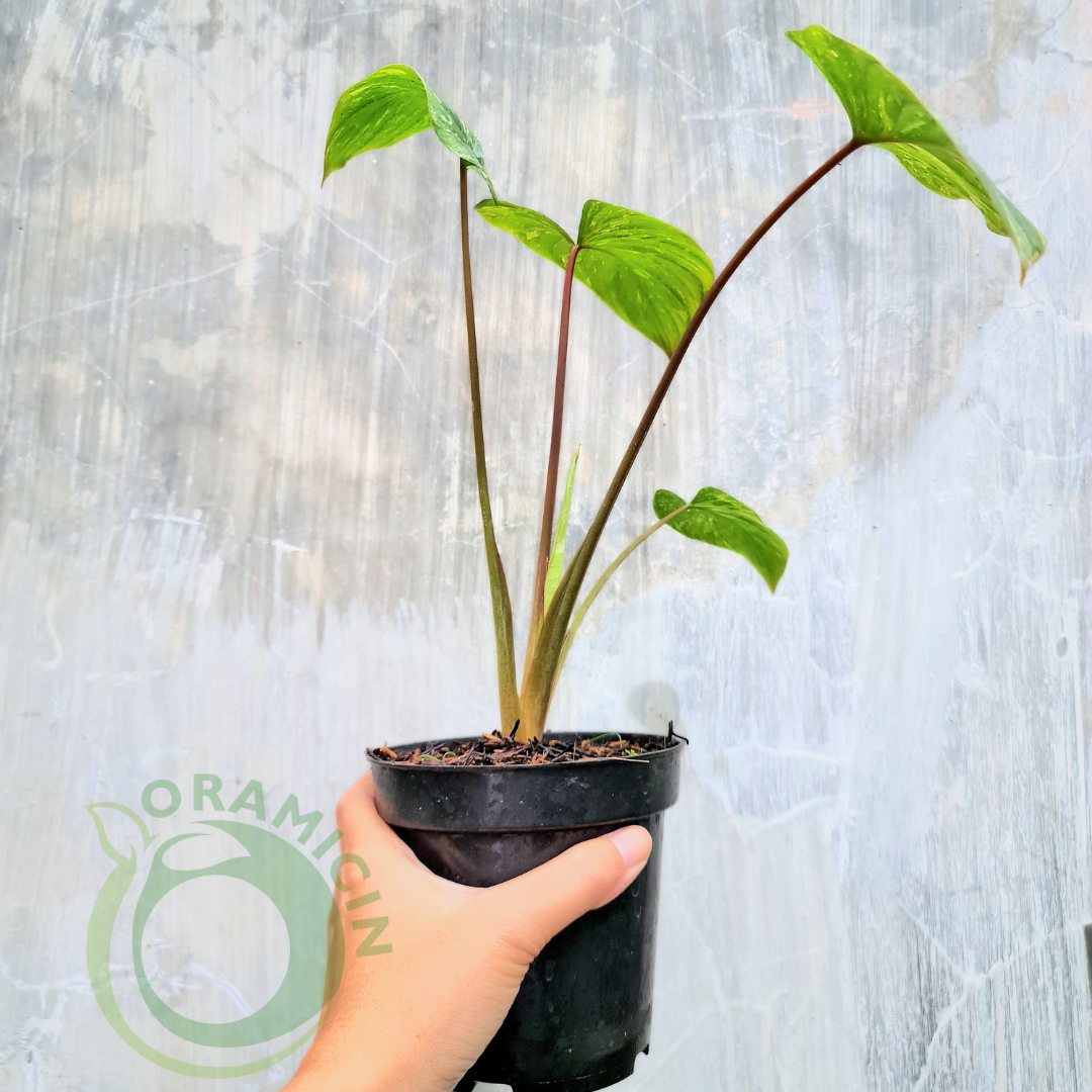 Homalomena Thai Constellation Tropical Plants ORAMICIN