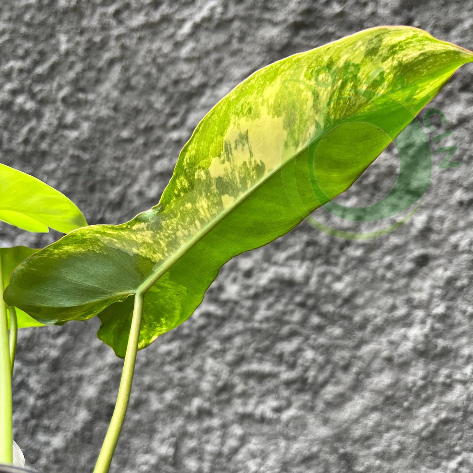 philodendron green paradise Philodendron Paradise (Philodendron Paraiso Verde x Philodendron Florida Beauty)