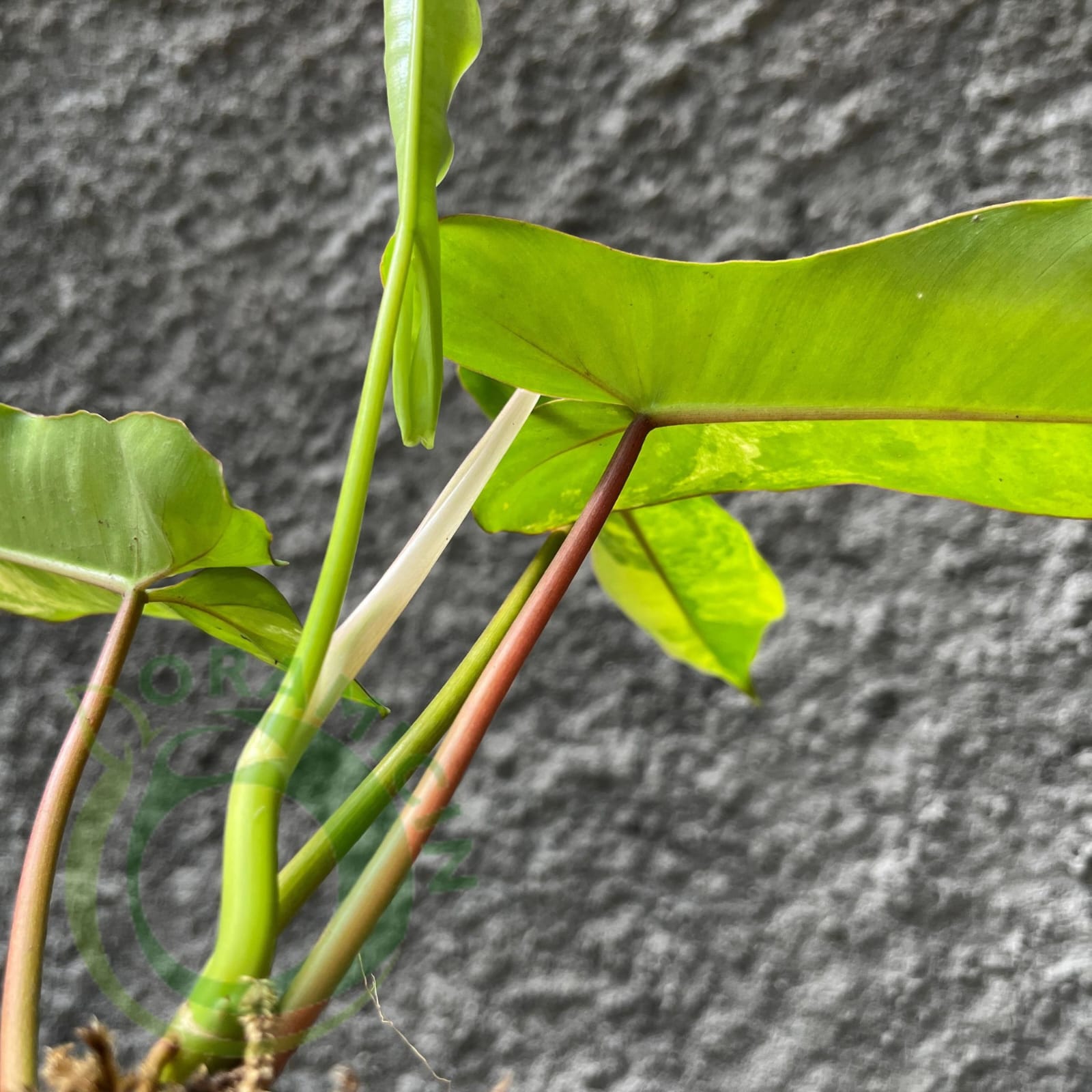 philodendron green paradise Philodendron Paradise (Philodendron Paraiso Verde x Philodendron Florida Beauty)