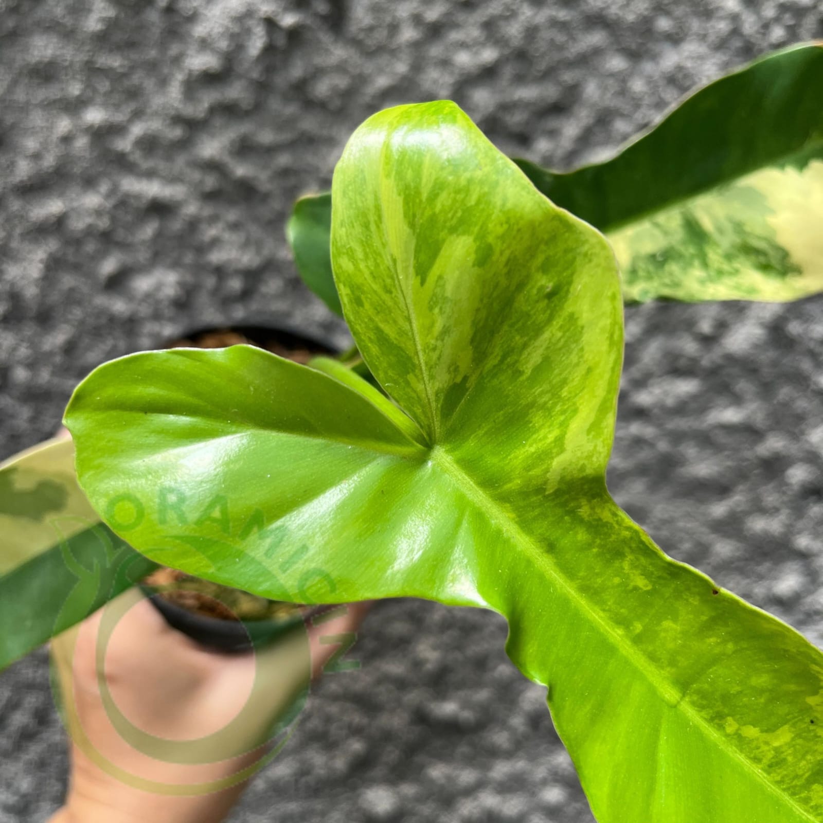 philodendron green paradise Philodendron Paradise (Philodendron Paraiso Verde x Philodendron Florida Beauty)
